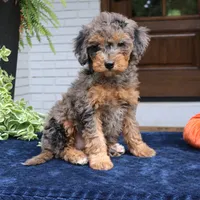 Mary, a female Bernedoodle for sale in Narvon, PA – 1 of 4