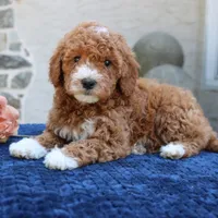 Dakota, a female Goldendoodle for sale in Narvon, PA – 2 of 5