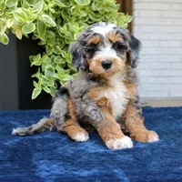 Evertte, a male Bernedoodle for sale in Narvon, PA – 5 of 6