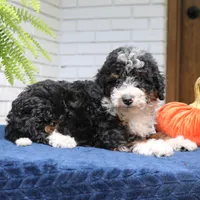 Piper, a male Miniature Bernedoodle for sale in Narvon, PA – 2 of 7
