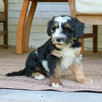 Earl II, a male Bernedoodle for sale in Narvon, PA – 4 of 7