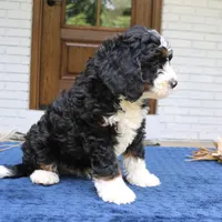 Denver, a male Bernedoodle for sale in Narvon, PA – 2 of 6