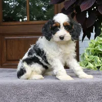 Cora, a female Cavapoo for sale in Narvon, PA – 6 of 6