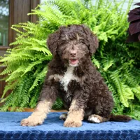 Rita, a female Bernedoodle for sale in Narvon, PA – 3 of 8