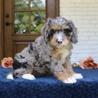 Duke, a male Bernedoodle for sale in Narvon, PA – 2 of 8