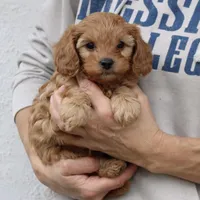 Theodore, a male Cavapoo for sale in Narvon, PA – Photo 2 of 5