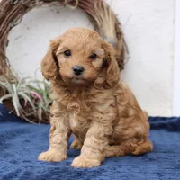 Theodore, a male Cavapoo for sale in Narvon, PA – Photo 4 of 5