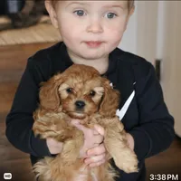 Theodore, a male Cavapoo for sale in Narvon, PA – Photo 1 of 5