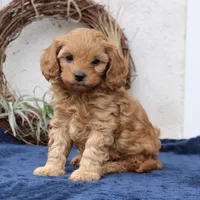 Theodore, a male Cavapoo for sale in Narvon, PA – Photo 3 of 5