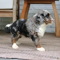 Milo, a male Miniature Bernedoodle for sale in Narvon, PA – 6 of 10