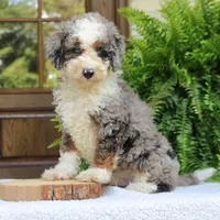 Brody, a male Bernedoodle for sale in Narvon, PA – 5 of 6