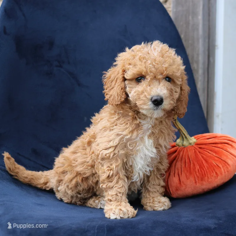 Layla – Miniature Goldendoodle puppy for sale in Narvon, PA