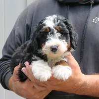 Panda, a male Miniature Bernedoodle for sale in Narvon, PA – 6 of 10