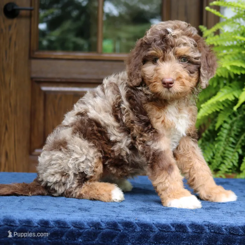 Rosie – Bernedoodle puppy for sale in Narvon, PA