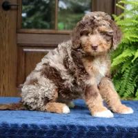 Rosie, a female Bernedoodle for sale in Narvon, PA – 1 of 10