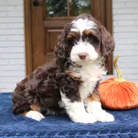 Millie, a female Miniature Bernedoodle for sale in Narvon, PA – 2 of 10
