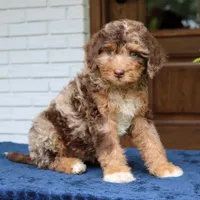Rosie, a female Bernedoodle for sale in Narvon, PA – 8 of 10