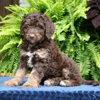 Rambo, a male Bernedoodle for sale in Narvon, PA – 3 of 8