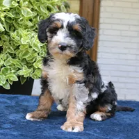 Earl II, a male Bernedoodle for sale in Narvon, PA – 5 of 7