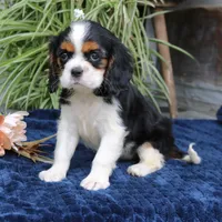 Java, a female Cavalier King Charles Spaniel for sale in Narvon, PA – 9 of 9