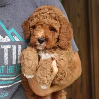 Walter, a male Miniature Goldendoodle for sale in Narvon, PA – 8 of 10