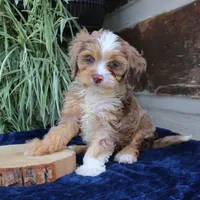 Kirby, a male Cavapoo for sale in Narvon, PA – 7 of 10