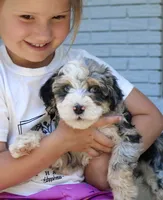 Willow mini f1bb, a female Miniature Bernedoodle for sale in Narvon, PA – 2 of 6