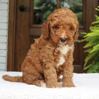 Walter, a male Miniature Goldendoodle for sale in Narvon, PA – 4 of 10