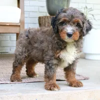 Denver, a male Miniature Bernedoodle for sale in Narvon, PA – 6 of 7