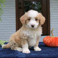 Moose, a male Miniature Bernedoodle for sale in Narvon, PA – 3 of 8