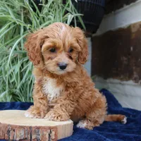 Kylo, a male Cavapoo for sale in Narvon, PA – 2 of 7