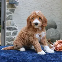 Destiny, a female Goldendoodle for sale in Narvon, PA – 1 of 6