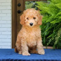 Nelson, a male Goldendoodle for sale in Narvon, PA – 2 of 8