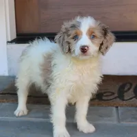 Bear, a male Miniature Bernedoodle for sale in Narvon, PA – 4 of 6