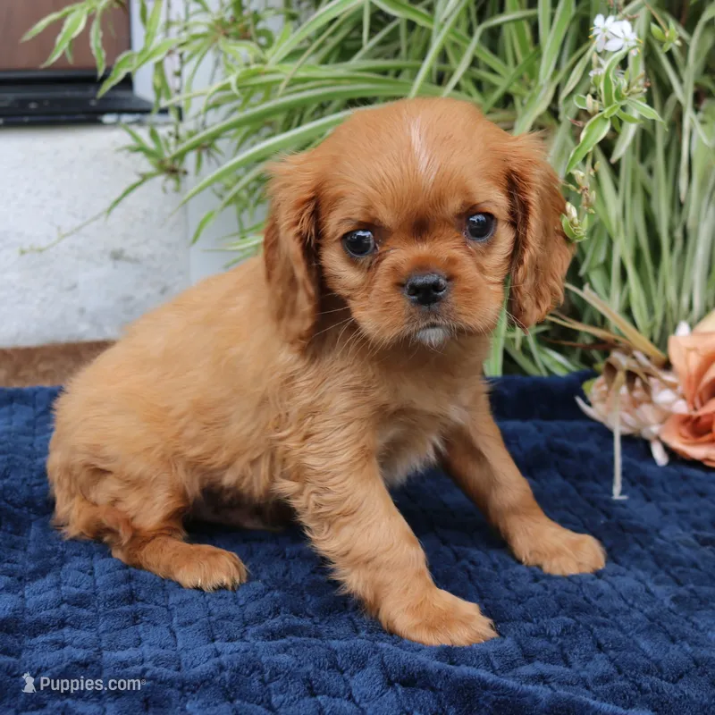Jordan – Cavalier King Charles Spaniel puppy for sale in Narvon, PA