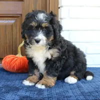 Gizmo, a male Bernedoodle for sale in Narvon, PA – 4 of 6