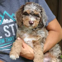 Rocky, a male Bernedoodle for sale in Narvon, PA – 5 of 7
