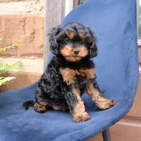 Willow, a female Cavapoo for sale in Narvon, PA – 4 of 8