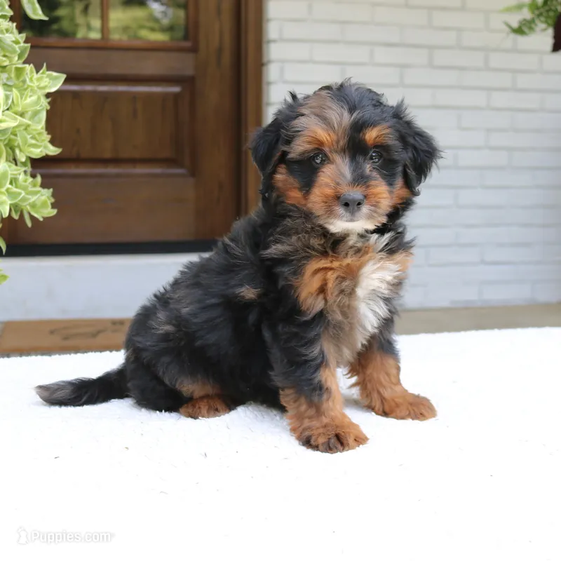 Leo – Bernedoodle puppy on hold in Narvon, PA