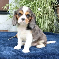 Juno, a male Cavalier King Charles Spaniel for sale in Narvon, PA – 6 of 10