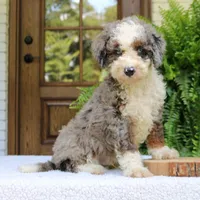 Brody, a male Bernedoodle for sale in Narvon, PA – 3 of 6