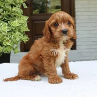 Max, a male Cavapoo for sale in Narvon, PA – 2 of 6