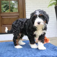 Denver, a male Bernedoodle for sale in Narvon, PA – 3 of 6