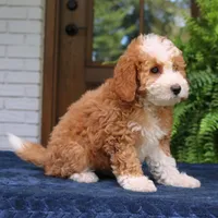 Jada, a female Cavapoo for sale in Narvon, PA – 2 of 7