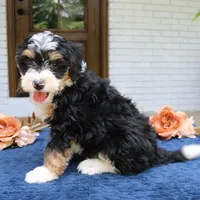 Earl, a male Miniature Bernedoodle for sale in Narvon, PA – 6 of 6