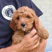 Jordan, a male Cavapoo for sale in Narvon, PA – 6 of 6