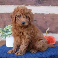 Sammy, a male Miniature Goldendoodle for sale in Narvon, PA – 3 of 5