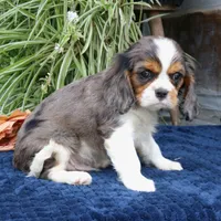 Juno, a male Cavalier King Charles Spaniel for sale in Narvon, PA – 2 of 10