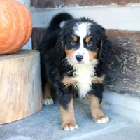 Benny, a male Miniature Bernedoodle for sale in Narvon, PA – 3 of 6