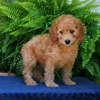 Nelson, a male Goldendoodle for sale in Narvon, PA – 3 of 8